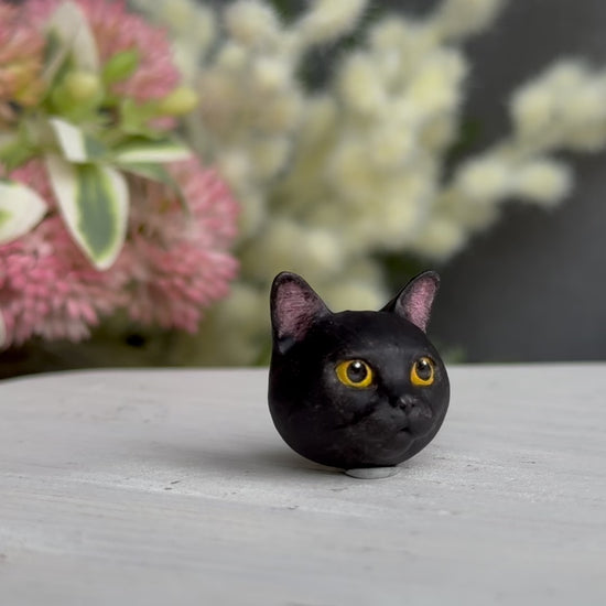 Domestic shorthair black amber eyes pendant turn table